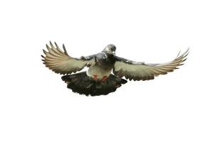 Flying pigeon in action isolated on white background. Grey pigeon in flight isolated. Front view of a dove flying isolated. photo