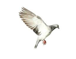 Flying pigeon in action isolated on white background. Grey pigeon in flight isolated. Front view of a dove flying isolated. photo