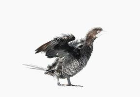 Little cormorant or Javanese cormorant spread wings isolated on white background photo