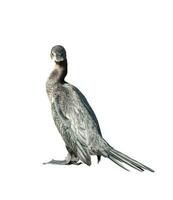 Little cormorant or Javanese cormorant looking at the camera isolated on white background photo