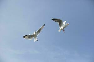 Gaviota en vuelo con ligero azul cielo antecedentes foto