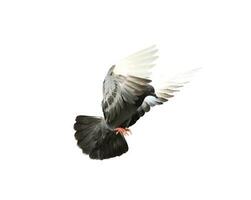 Flying pigeon in action isolated on white background with clipping path.. Grey pigeon in flight isolated. photo