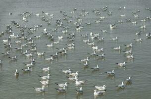 Flock of seagulls floating on the calm sea. photo