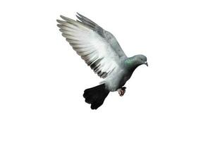 Flying pigeon in action isolated on white background. Grey pigeon in flight isolated. Side view of a dove flying isolated. photo