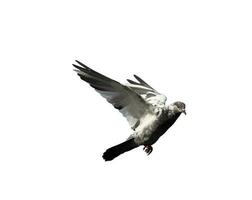 Flying pigeon in action isolated on white background. Grey pigeon in flight isolated. Front view of a dove flying isolated. photo