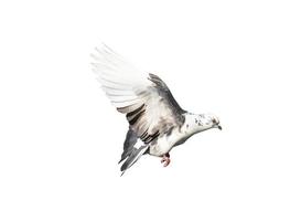 Flying pigeon in action isolated on white background. White-grey pigeon in flight isolated. Front view of a dove flying isolated. photo