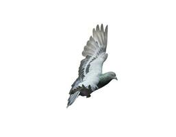 Flying pigeon in action isolated on white background. Grey pigeon in flight isolated. Side view of a dove flying isolated. photo