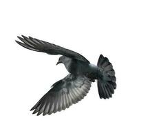 Flying pigeon in action isolated on white background. Grey pigeon in flight isolated. Uprisen view of a dove flying isolated. photo
