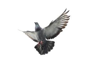 Flying pigeon in action isolated on white background. Grey pigeon in flight isolated. Uprisen view of a dove flying isolated.  in action isolated on white background. Grey pigeon in flight isolated. photo