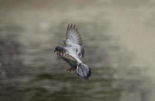Motion blur of flying pigeon in action. Grey pigeon in flight. Side view of a dove flying. photo