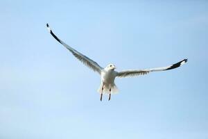 Seagull in flight with light blue sky background photo