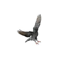 Flying pigeon in action isolated on white background. Grey pigeon in flight isolated. Side view of a dove flying isolated. photo