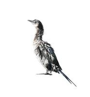 Little cormorant or Javanese cormorant with wet feathers isolated on white background photo