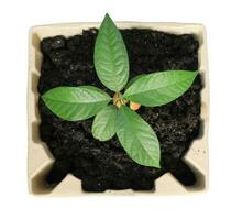 Young avocado tree planted in recycle paper pulp mold isolated  on white background. Recycle concept. photo