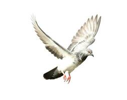 Flying pigeon in action isolated on white background with clipping path.. Grey pigeon in flight isolated. photo