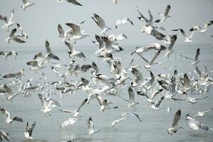 rebaño de gaviotas volador encima el mar foto