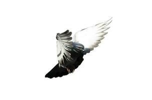 Flying pigeon in action isolated on white background. Grey pigeon in flight isolated. Side view of a dove flying isolated. photo