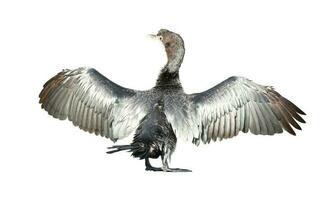 Little cormorant or Javanese cormorant spread wings isolated on white background. photo