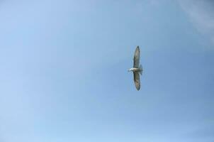 Seagull in flight with light blue sky background photo