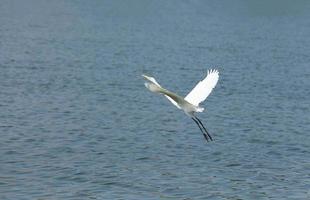 blanco garceta volador terminado calma lago. foto