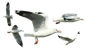 Gaviota en vuelo aislado en blanco antecedentes foto