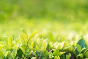 Close up green leaf in plantation photo