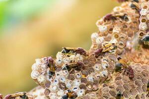 wasp and wasp nest in nature photo