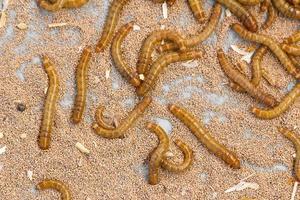 Meal worms close up photo