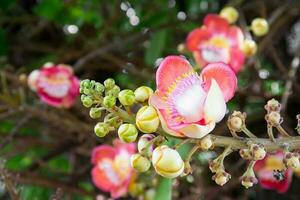 flor de bala de cañón couroupita guianensis en el árbol foto