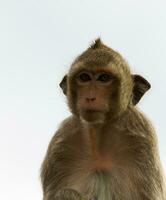 Macaque mongkey closeup photo