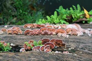 Close up shot of mushroom on wood photo