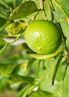 Green lemon on the tree photo