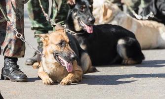 Training dogs of war photo