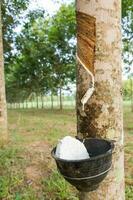 Tapping latex from Rubber tree photo