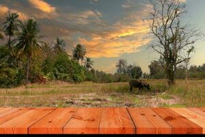 perspective wooden board over blurred rice field in countryside photo