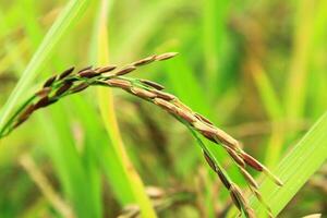 Organic purple riceberry ears are grown for health lovers. It is healthy rice grown in farmers' fields for eating and selling. photo