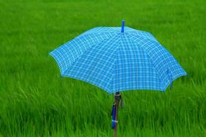 agricultores campo lluvia paraguas para Dom proteccion y lluvia proteccion durante el viniendo monzón temporada a proteger tú mismo desde el Dom y el fluir de lluvia a ser seguro desde enfermedad y covid 2019. foto