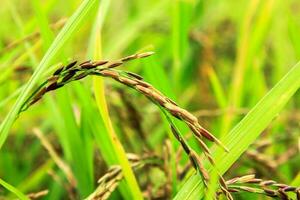 Organic purple riceberry ears are grown for health lovers. It is healthy rice grown in farmers' fields for eating and selling. photo