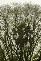 palma palma árbol creciente en el medio de el bodhi árbol en naturaleza mira armonioso y parásito en un sepia atmósfera en un blanco antecedentes. foto