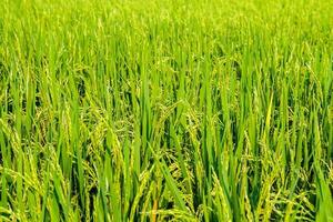 The lush green rice plants in the farmer's garden are ready to be harvested soon to be sold and processed into a staple food for Asians for rice grown in Thailand to be sold around the world. photo