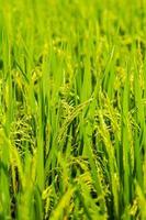 The lush green rice plants in the farmer's garden are ready to be harvested soon to be sold and processed into a staple food for Asians for rice grown in Thailand to be sold around the world. photo