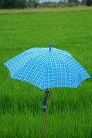 agricultores campo lluvia paraguas para Dom proteccion y lluvia proteccion durante el viniendo monzón temporada a proteger tú mismo desde el Dom y el fluir de lluvia a ser seguro desde enfermedad y covid 2019.