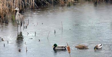 Rain filled winter pond with a blue heron and ducks photo