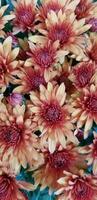 Chrysanthemums blooming in colors of red and soft orange photo