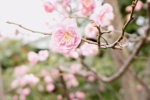 de cerca hermosa y rosado ciruela florecer floreciente en árbol desayuno tardío y borroso antecedentes. foto