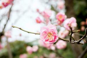 Closeup beautiful and pink Plum blossom blooming on tree brunch and blurry background. photo