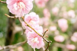 Closeup beautiful and pink Plum blossom blooming on tree brunch and winter season with blurry background and copy space. photo