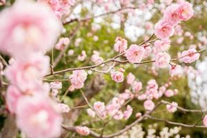 borroso o Delaware atención de rosado ciruela florecer frente de es hermosa lleno floreciente en árbol desayuno tardío y invierno estación. foto