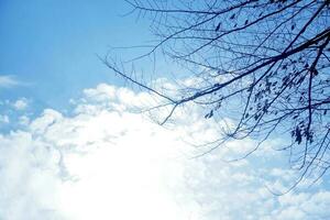 Look up view and silhouette of tree branches on bright blue sky and sun light with cotton white cloud background. photo