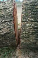 Pieces of large tree trunks photo